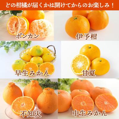 ふるさと納税 長崎市 【発送月固定定期便】柑橘 お楽しみ定期便 みかん ポンカン 不知火など フルーツおまかせ便全3回 |  | 01