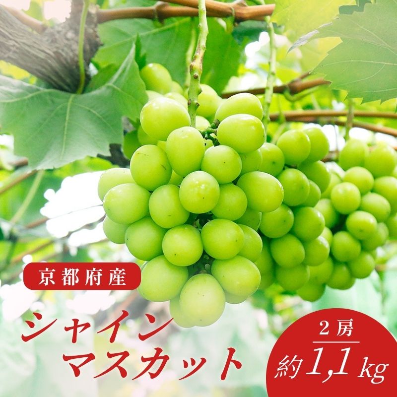 【ふるさと納税】 先行予約 シャインマスカット 約1.1kg 2房 発送期間8月20日～9月下旬 果物 フルーツ くだもの 産地直送 ブドウ シャイン マスカット 国産 葡萄 人気 ぶどう 京都府産 期間限定 農園 勧修寺 京都 京都府 勧修寺観光農園 JA JA全農