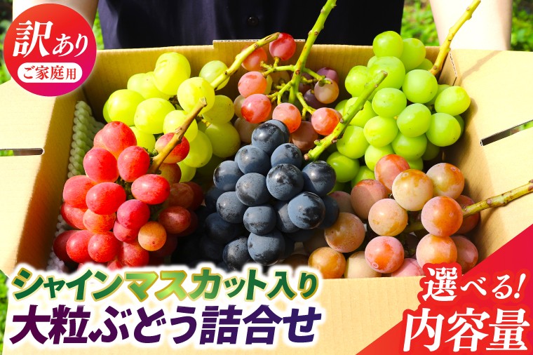 
            ＼訳あり ご家庭用／ 2025年産 ぶどう 食べ比べ 「シャインマスカットと旬の大粒ぶどうの詰合せ」4~6房 種なし品種 選べる 種類 内容量【農家さんおまかせ・直送】(DM004/006)
          