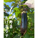 【ふるさと納税】6-G10 信州伝統野菜 喬木村産志げ子なす4本セット 志げ子なす 350g 4本