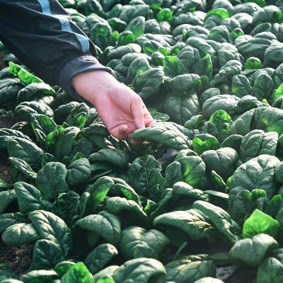 ふるさと納税 上士幌町 北海道産 寒締め ほうれんそう 計1kg 冬霧7 フユギリセブン 上士幌町 須田農場 野菜 |  | 01