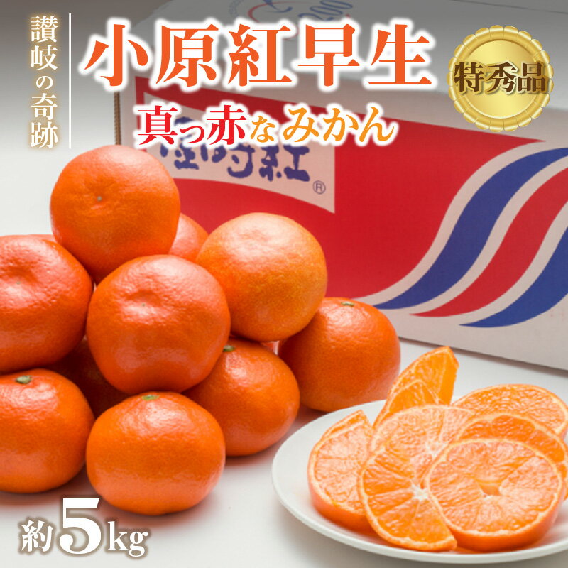 【ふるさと納税】 みかん 小原紅みかん　讃岐の奇跡！特秀品！小原紅早生真っ赤なみかん 極撰 約5kg [ フルーツ 果物 果実 柑橘 スイーツ 食品 国産 香川県 三豊市 お取り寄せ 返礼品 ギフト プレゼント 送料無料 旬 北浜商店 ] 【配送不可地域：北海道・沖縄県・離島】
