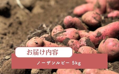 ＜先行予約＞じゃがいも ノーザンルビー 5kg | じゃがいも じゃがいも じゃがいも じゃがいも じゃがいも