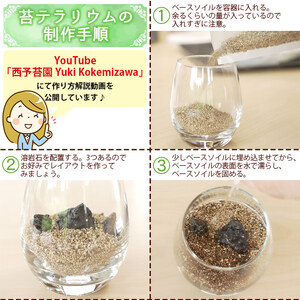 はじめての苔テラリウムにピッタリの作成キット★作り方動画付 NKK0008