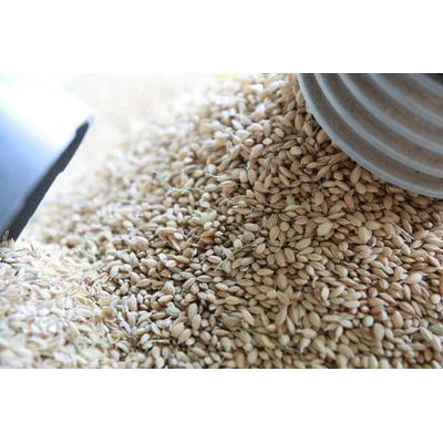 ふるさと納税 古河市 【令和7年産】にじのきらめき 精米5kg【荒川アグリ】 | 米 ※2025年10月〜発送 _DH04 |  | 03