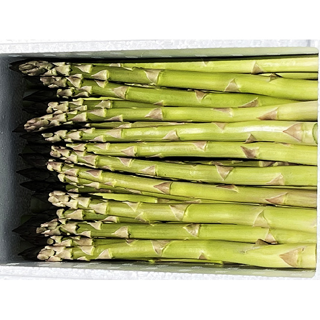 アスパラガス 先行予約 2026年 春アスパラガス 約1kg L～2L 厳選 佐藤農園 アスパラ グリーンアスパラ 野菜 春野菜 春 旬 旬の野菜 朝どれ 産地直送 青森 青森県 鰺ヶ沢町 冷蔵 冷蔵