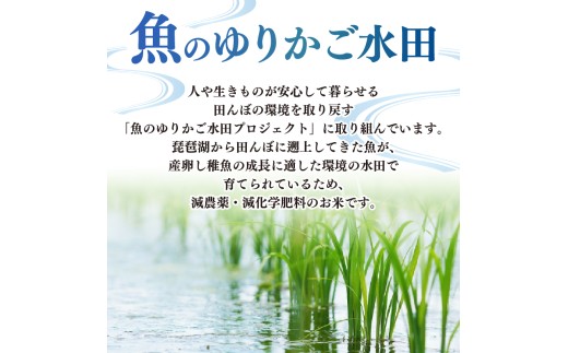 【先行予約】 令和8年産 新米 きらみずき 5kg 環境こだわり栽培 新米 ひこにゃん米 魚のゆりかご水田 精米 白米 米 こめ ごはん ご飯 弁当 おにぎり 令和8年 R8年 10月 発送 滋賀 彦