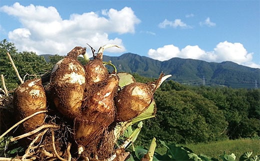 [特選]山形名物 土付里芋 5kg FZ23-137