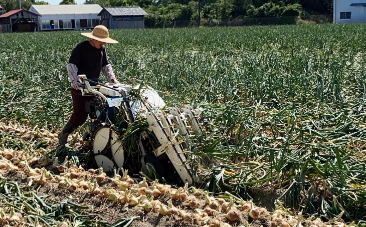 【じょまはん農園】淡路島産玉ねぎ5㎏