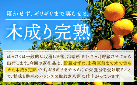 はっさく 皮むきに便利なムッキーちゃん付き 約5kg ときわオンライン【先行予約】