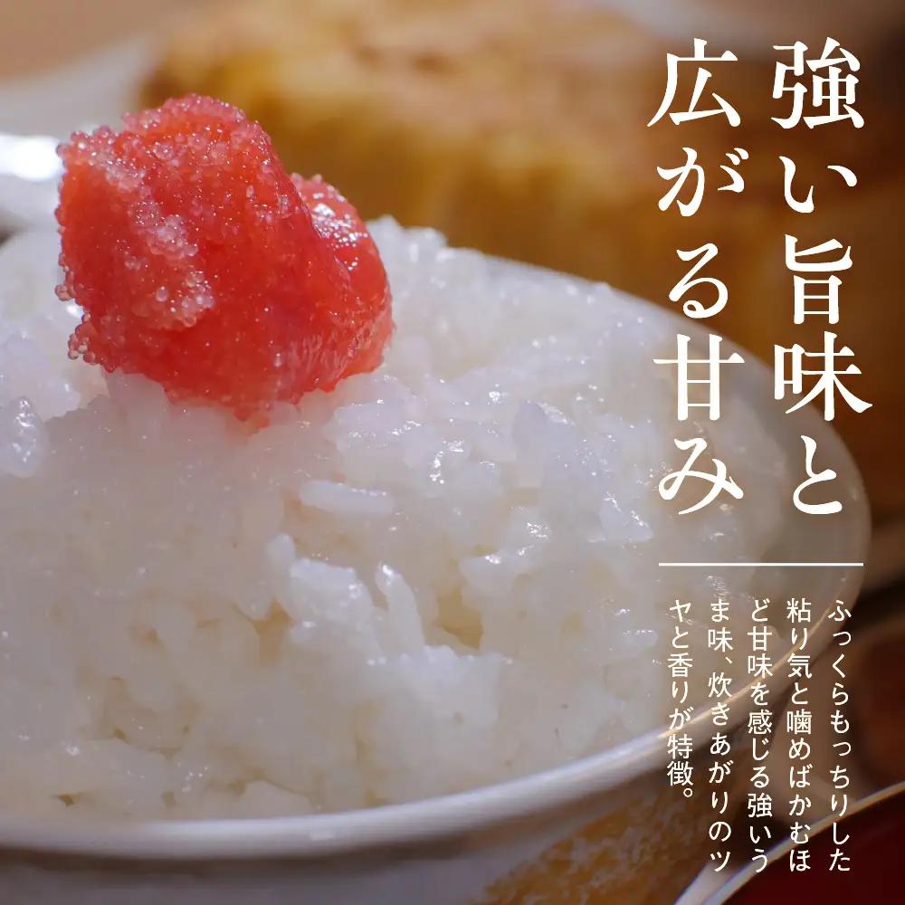 先行予約【令和8年産】【定期便】服部米蔵の妙高矢代産コシヒカリ 10kg×6回 計60kg