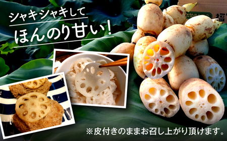 【2026年度発送分 先行予約】有機（オーガニック）泥付き蓮根2kg / 佐賀県 / 吉田農園 [41AHAE001]