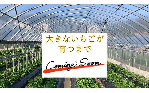 超特大いちご(紅ほっぺ)　460g以上(6〜7粒、１粒65g以上)・O037-17／オオダケイチゴ 