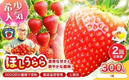 【2027年1月～5月発送予定】【糖度12〜15度の希少品種】いちご ほしうらら 約300g（約300g×1パック× 1箱）2ヶ月定期便【配送不可地域：北海道・沖縄・離島】【121D-004-2027】