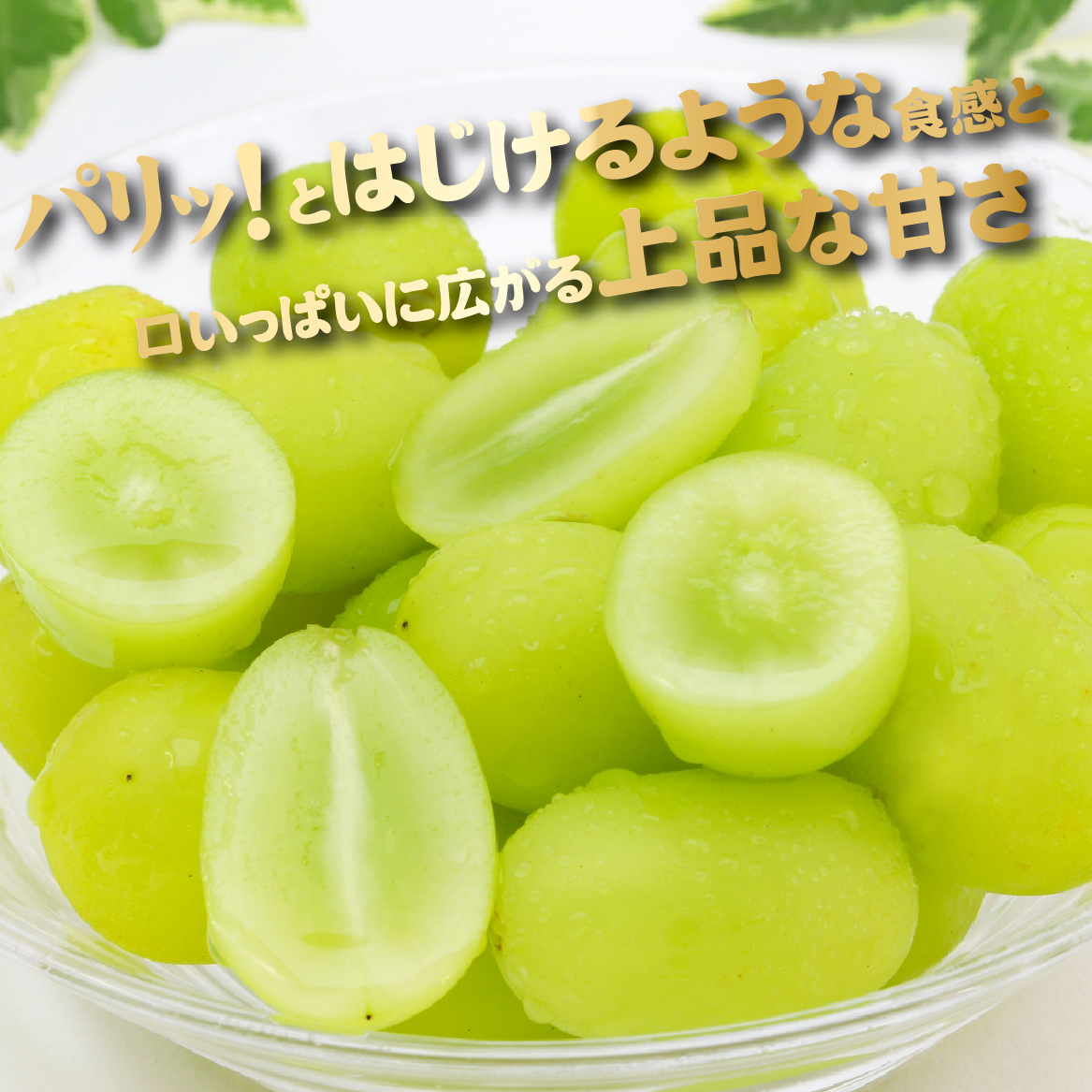 【2026年発送 先行予約】農場直送・朝摘み樹上完熟マスカ・サーティン 2kg程度（ブドウ ぶどう シャインマスカット 希少 先行受付 2026 宮崎県）