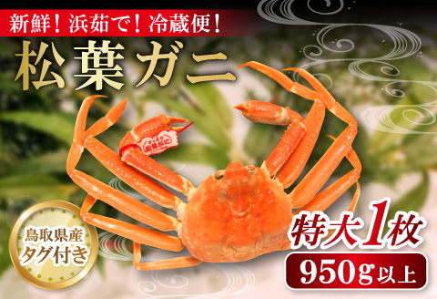 鳥取県産 タグ付き松葉ガニ 特大【松葉ガニ 松葉がに 松葉蟹 まつばがに かに カニ 特大 冷蔵 チルド ブランド ズワイガニ 蒸し ボイル タグ付き 国産 季節限定 お取り寄せ お祝い お歳暮 贈り