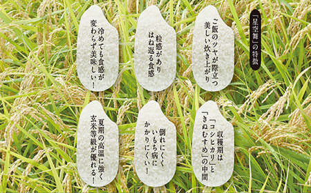 令和7年産　星空舞　５ｋｇ（５ｋｇ×１袋）