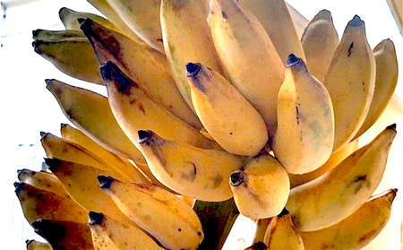 名護市産　冷凍完熟アップルバナナ1kg 名護市 なご ばなな 冷凍 食物繊維 手軽 アイス デザート アレンジ 真空パック 食べやすい おやつ 新鮮 完熟 一口サイズ 甘味 栄養満点 ヨーグルト スム