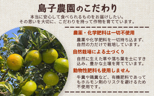 【先行予約】【数量限定】鹿児島県南大隅町産 スイートスプリング 約10kg【2025年12月中旬以降順次発送】 SK-11 | 柑橘 フルーツ 国産 果物 みかん 期間限定 数量限定 産地直送 もぎた