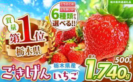 【栃木県共通返礼品】【チョイス限定企画】【先行予約】とちあいか 秀品 約700g | いちご とちあいか 大粒 新鮮 甘い 朝採れ 香貴 数量 限定 美味しい 果物 共通返礼品 フルーツ デザート 栃