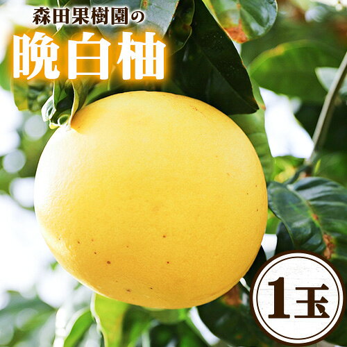 【ふるさと納税】【R8熊本地震復興支援】【先行予約】森田果樹園の晩白柚 1玉 森田果樹園《12月中旬-2月末頃出荷》果物 フルーツ サボン 熊本