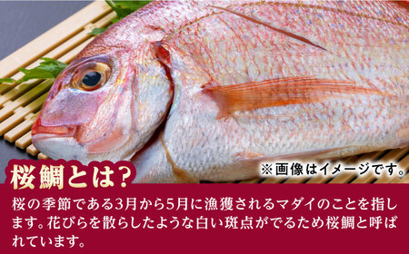 天然 桜鯛 フィーレ 1㎏ 《対馬市》【対馬新鮮組】 下処理済 鯛 真鯛 サクラダイ 新鮮 お祝い 冷凍配送 産地直送[WCS002]