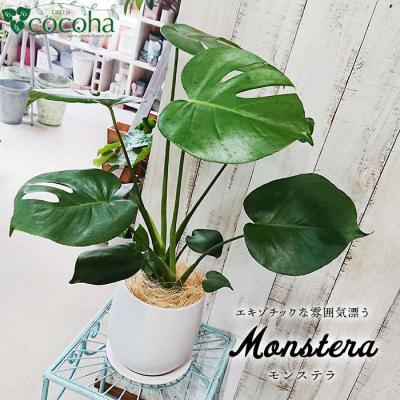 ふるさと納税 糸島市 モンステラ cocoha [AWB018] 観葉植物 室内