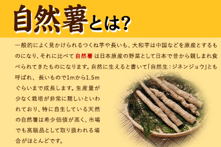 先行予約 自然薯 セット《11月下旬‐1月上旬頃出荷》 水車の里フルーツトピア 岡山県 矢掛町 自然薯　野菜 自然生 山芋