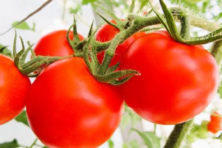 【先行予約】☆ 糖度 １0度以上 ☆ 厳選 スパルタ生まれの笑ちゃん フルーツトマト 約1kg 【GC-35】 お届け：4月中旬～6月中旬ごろ順次発送 笑ちゃん ミニトマト フルーツトマト 野菜 トマ