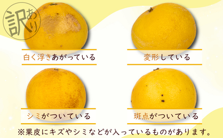 千光士農園 土佐文旦 10kg 家庭用 文旦