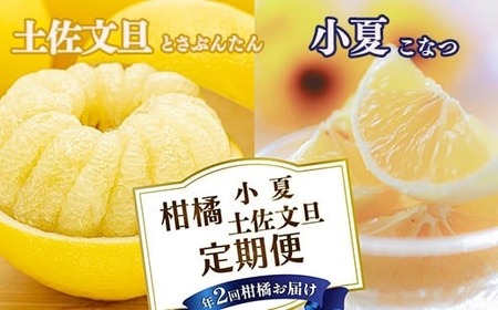 【定期便2回】土佐文旦 小夏 の柑橘フルーツ5