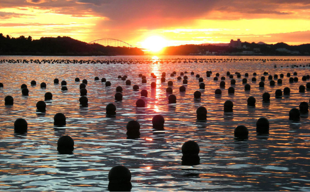 上天草産 あこや 真珠 ネックレス （8.0ｍｍ珠）