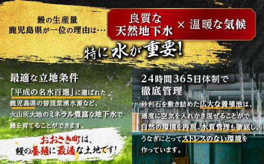 どーんとお届け！特大25尾　鹿児島県産長蒲焼【A662】