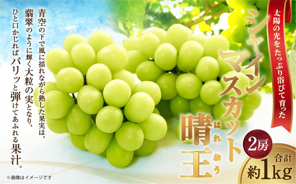 
                  [HS]シャインマスカット 晴王 2房 約1kg【2026年9月上旬～10月下旬発送予定】マスカット 葡萄 ぶどう ブドウ フルーツ 果物 くだもの デザート 冷蔵 岡山県 倉敷市
                
