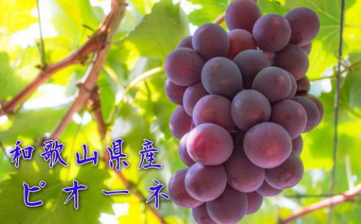 
            和歌山のピオーネ 約1.2kg(2～3房) ※2025年8月下旬～9月下旬頃発送予定| 先行予約 ぶどう 葡萄 果物 フルーツ 甘い【MS101】
          