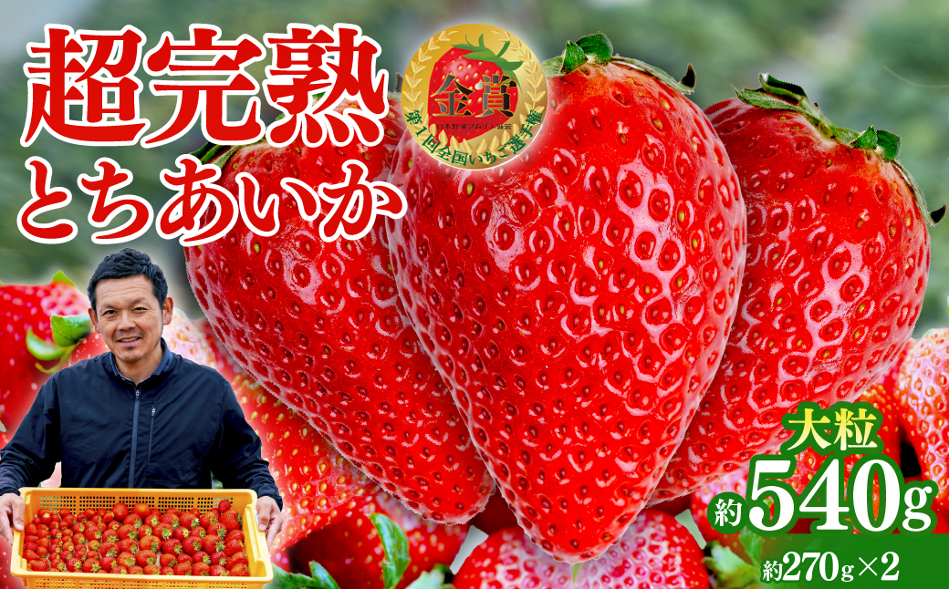 【先行受付：1月中旬以降発送】いちご 「茂木完熟いちご」　美土里農園の朝採れ とちあいか 大粒 約270g × 2パック 合計 約540g | いちご イチゴ 苺 とちあいか 完熟 果物 フルーツ 甘い あまい くだもの 旬 産地直送 栃木県産 美土里農園 栃木県 茂木町