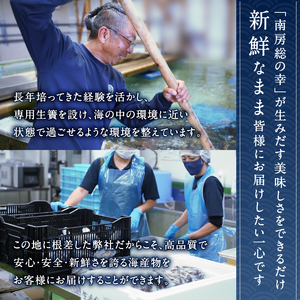【天然】甘み凝縮！活〆冷凍伊勢海老900ｇ以上（300ｇ×3尾） mi0020-0003