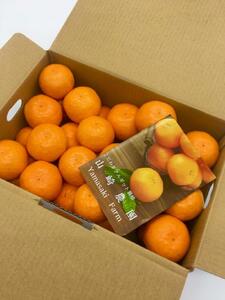 完熟 小粒 アルギット みかん 10kg 2S ～ 3S サイズ | 年内発送 先行予約 ちっちゃい 小粒 小玉 みかん 有田みかん 甘い おいしい ジューシー 皮 薄い 完熟 期間限定 フルーツ 果