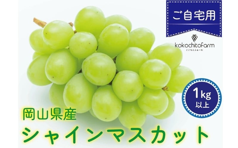 
            【2026年先行予約】 ここちとふぁーむ 【ご自宅用】 岡山県産 シャインマスカット 2～3房 1kg以上 【koko002-02】
          
