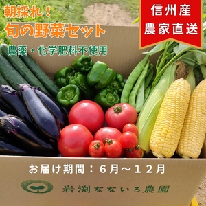 野菜セット　朝採れ　新鮮　７種　栽培期間中　無農薬　信州　長野県　高原　おまかせ＜出荷時期:２０２４年６月1日出荷開始～２０２４年１２月２２日出荷終了＞【 野菜 長野県 佐久市 】