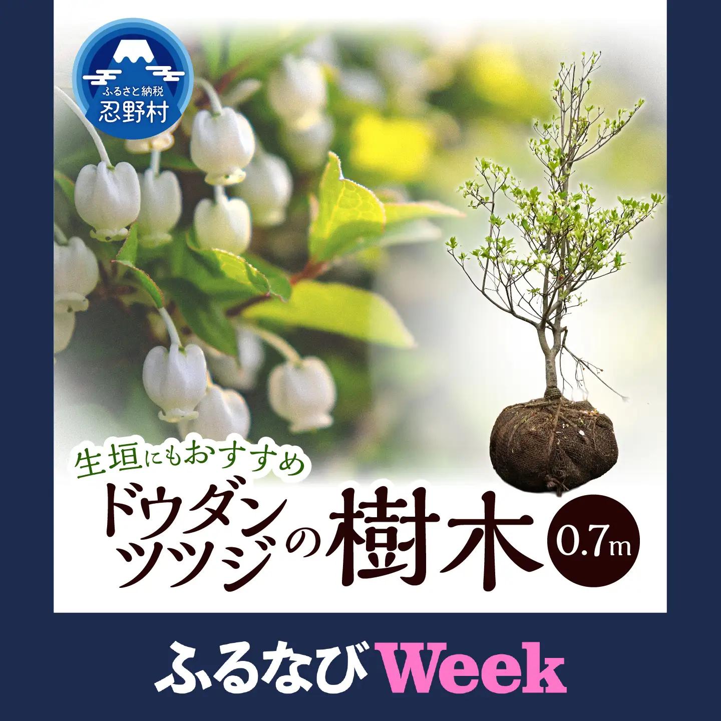 【ふるなびWEEK対象】植木　ドウダンツツジ　0.7ｍ