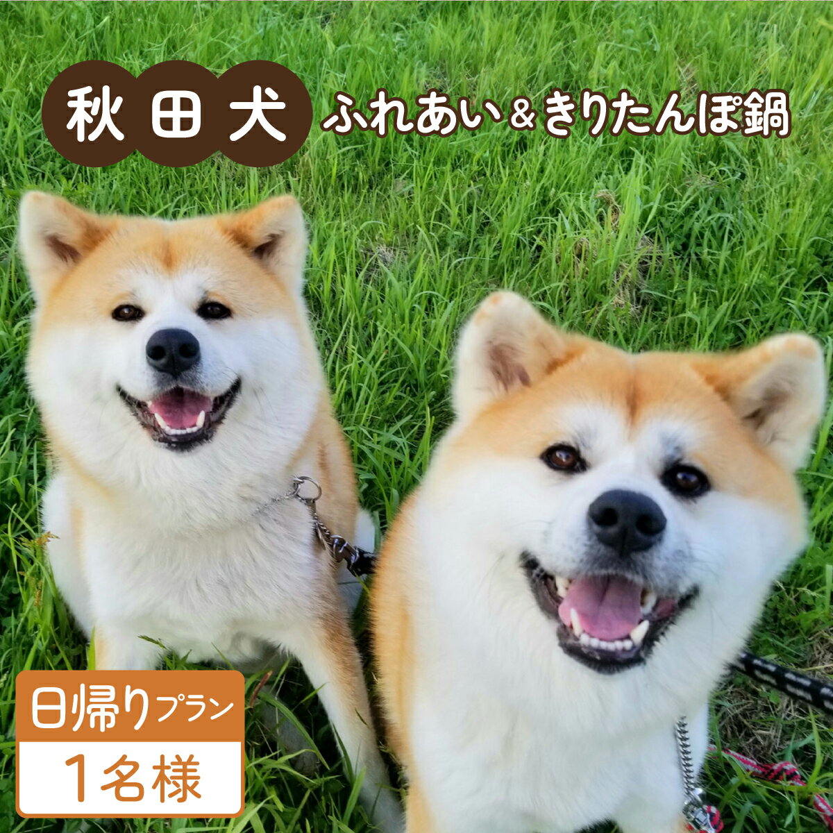 【ふるさと納税】【日帰りプラン】秋田犬ふれあい体験ときりたんぽ定食 1名様分 食事 日替わり ランチ チケット 秋田犬 ふれあい 体験 温泉 おんせん きりたんぽ 定食 犬 ハチ ハチコウ プラン 記念 オリジナル サービス ふるさわおんせん 東北 秋田【70P8402】