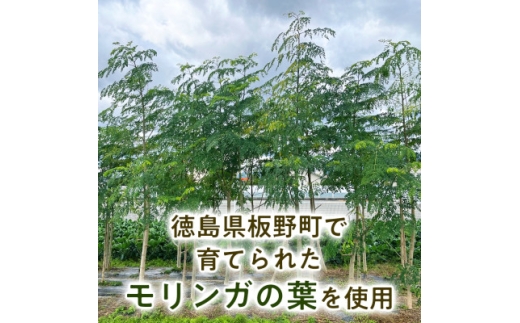【毎日の食事に取り入れやすい】モリンガ茶(40g×1袋) モリンガパウダー(40g×1袋)　1セット【1742766】