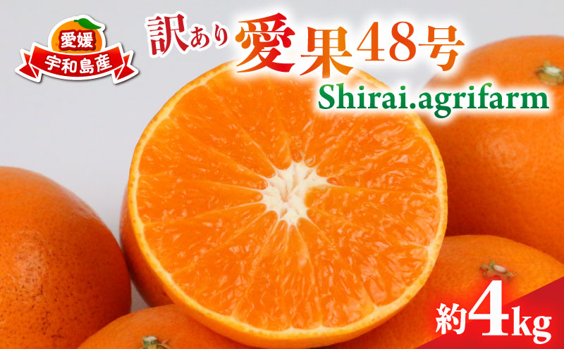 訳あり 愛果48号 ( 紅プリンセス と同品種) 新品種 約4kg Shirai.agrifarm 先行予約 高級柑橘 みかん 愛媛ミカン 愛媛蜜柑 mikan 柑橘 果物 くだもの フルーツ 高級 