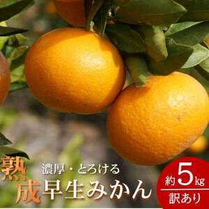 2026年1月～発送★先行受付★訳あり・ご家庭用　どの坂果樹園の熟成早生みかん　約5kg(大玉中心)【1556451】