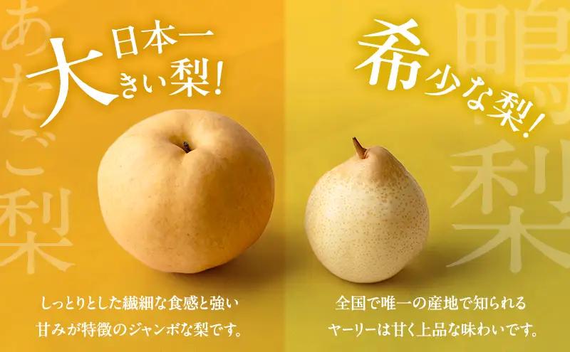 梨 2026年 先行予約 あたご梨・鴨梨（ヤーリー）詰合せ 合計約4.5kg  岡山県産 梨