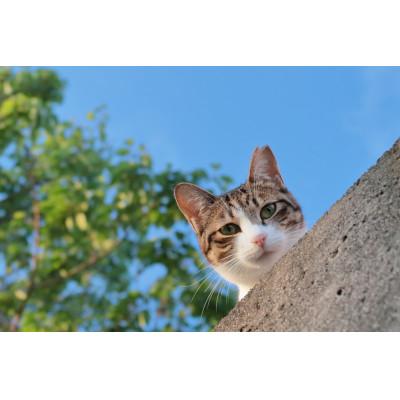 ふるさと納税 静岡市 さくらねこ支援付き　ほうじ茶ティーバッグ　12個入り×5袋(合計60ティーバッグ) |  | 02