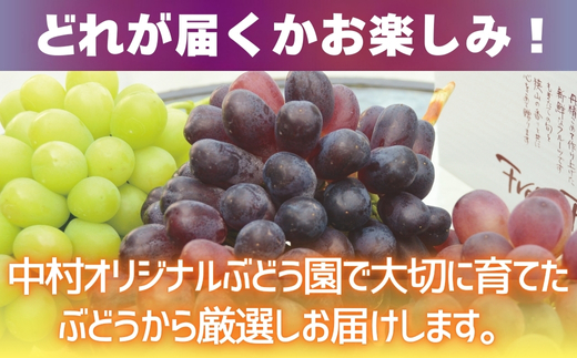 【2026年6月下旬～順次発送】おまかせオリジナル３種詰め合わせ（皮ごと食べられる品種1房含む）約1.8Kg_イメージ4