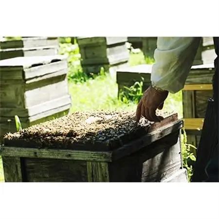 北海道産天然はちみつ　菩提樹　1kg【配送不可地域：離島・沖縄県】【1056690】