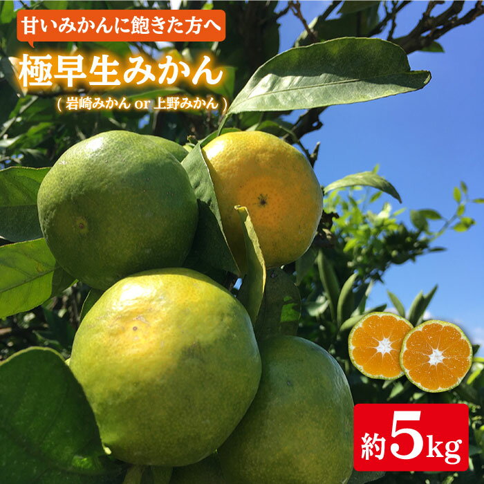 【ふるさと納税】【10月上旬より順次発送】極 早生みかん （岩崎・上野）約 5kg ＜Da・IWASAKI FARM＞[CCZ001] みかん ミカン 蜜柑 柑橘 西海 みかん 贈答 プレゼント ギフト